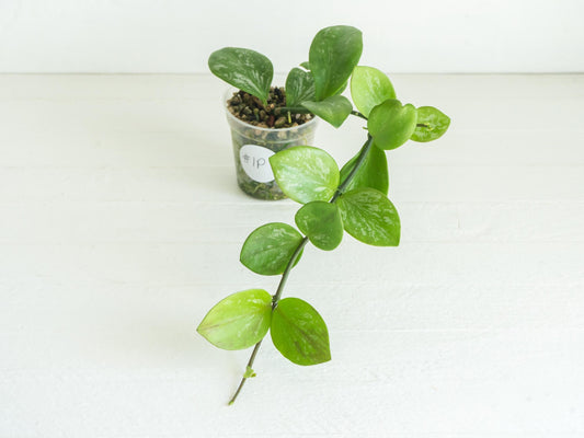 Hoya collina (IR-26) | 2-Inch