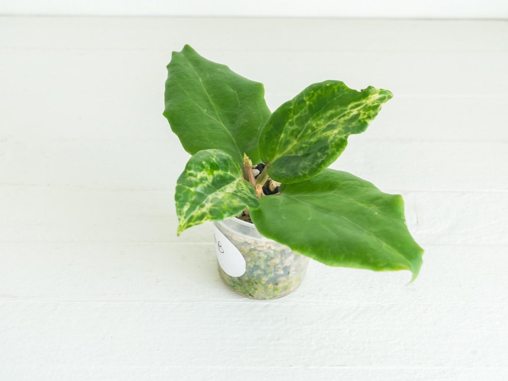 Hoya 'Candy' | 2-Inch
