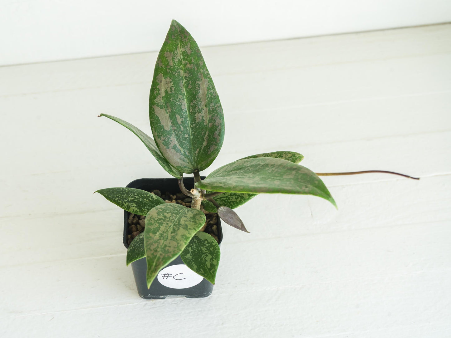 Hoya 'Wibergiea Pink Crush' (DMW-001-U) [verticillata (ex. wibergiea) x unknown] | 2-Inch