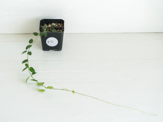 Hoya pulleana (IM-02) | 2-Inch