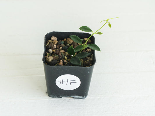 Hoya papua (PNG IM-08) | 2-Inch