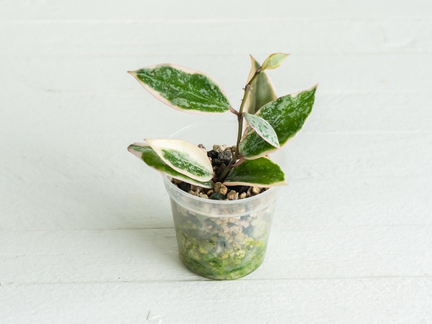 Hoya lacunosa 'Princess Lumina' | 2-Inch