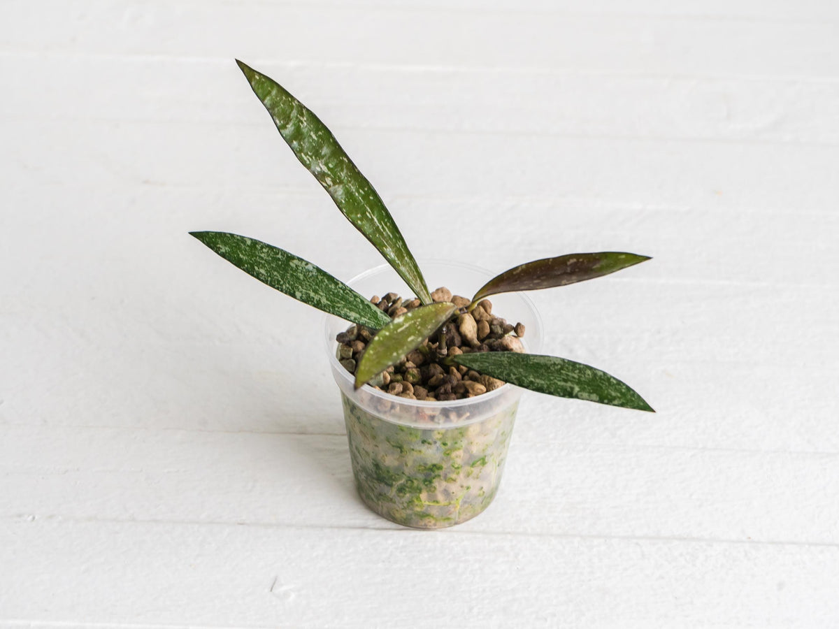 Hoya verticillata (Tanggamus Bamboo Silver) | 2-Inch