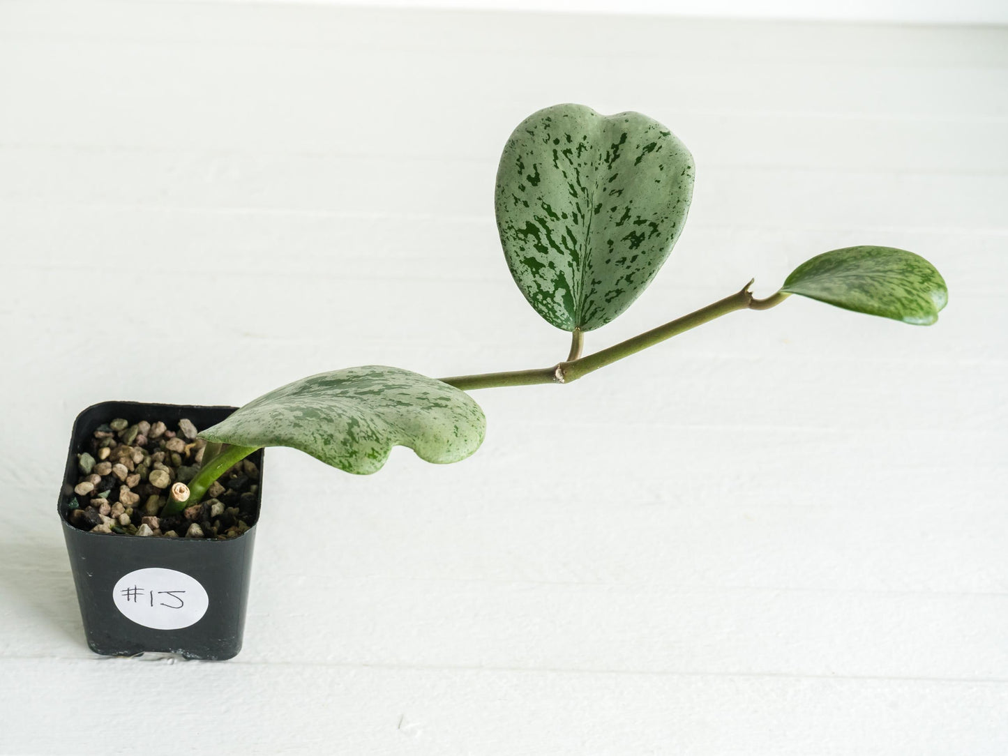 Hoya chiang dao (Silver) | 2-Inch
