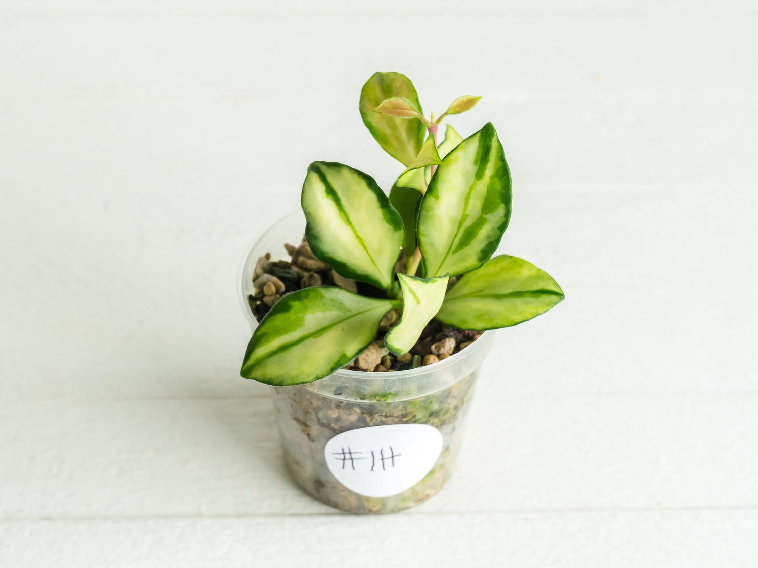 Hoya heuschkeliana (Inner Variegated) | 2-Inch