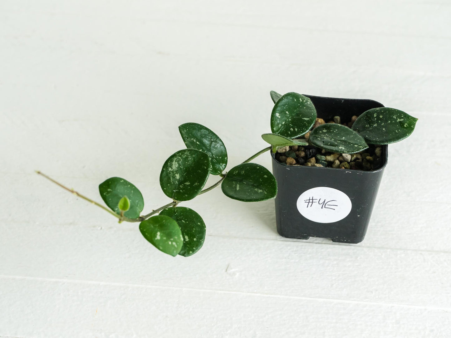 Hoya 'Mathilde' | 2-Inch