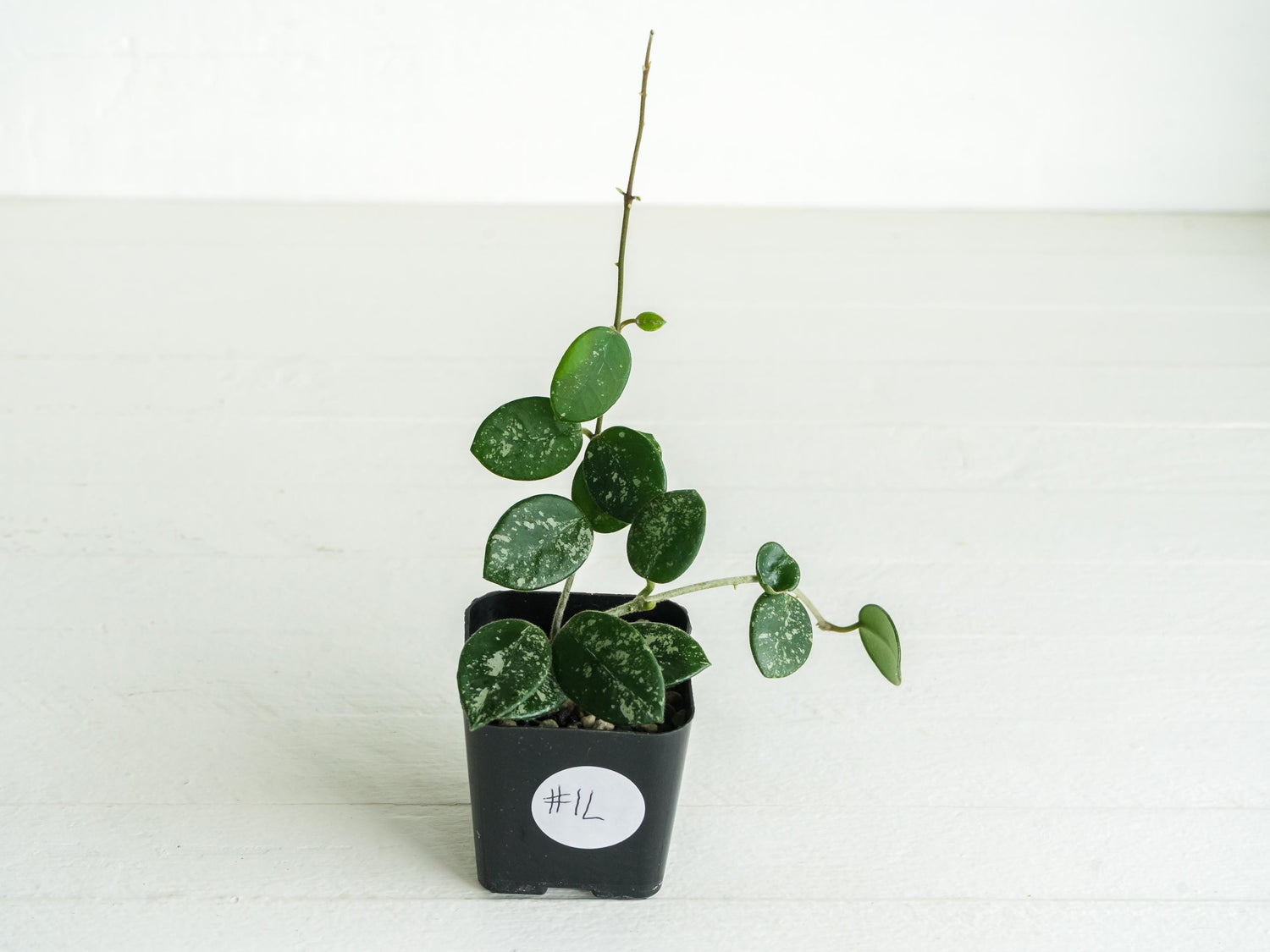 Hoya 'Mathilde' (Splash) | 2-Inch