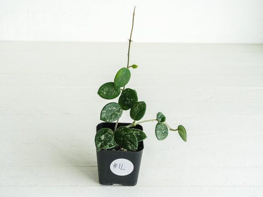 Hoya 'Mathilde' (Splash) | 2-Inch