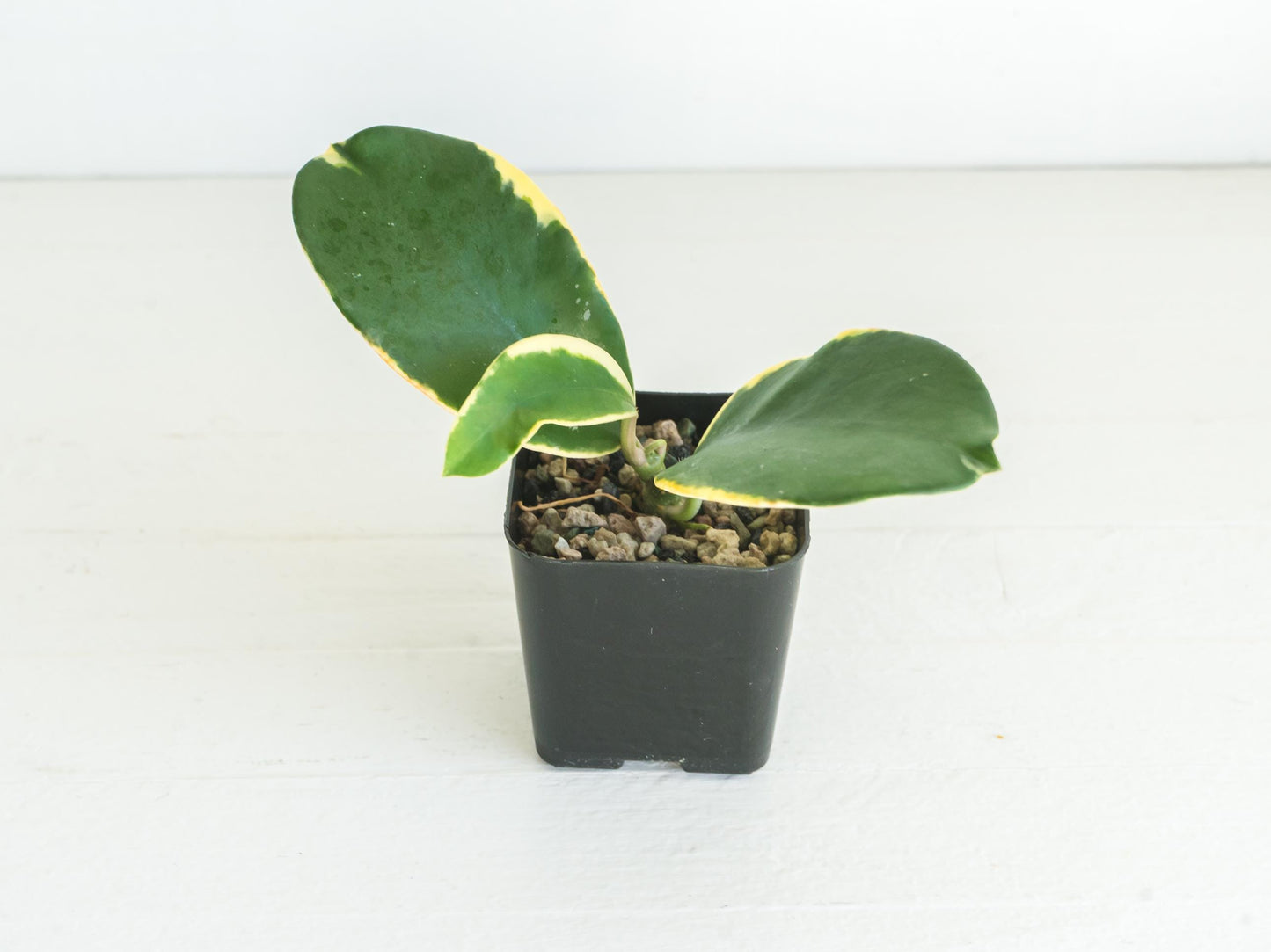Hoya easo daklak | 2-Inch
