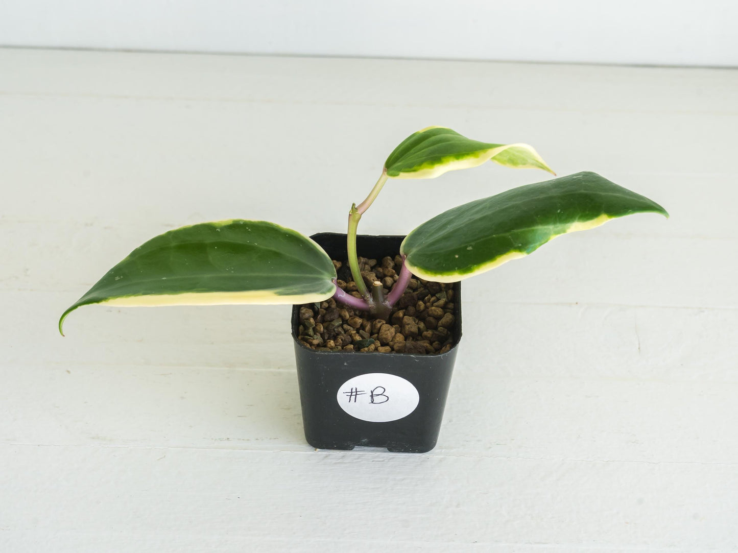 Hoya latifolia (Round Leaf, Albo) | 2-Inch