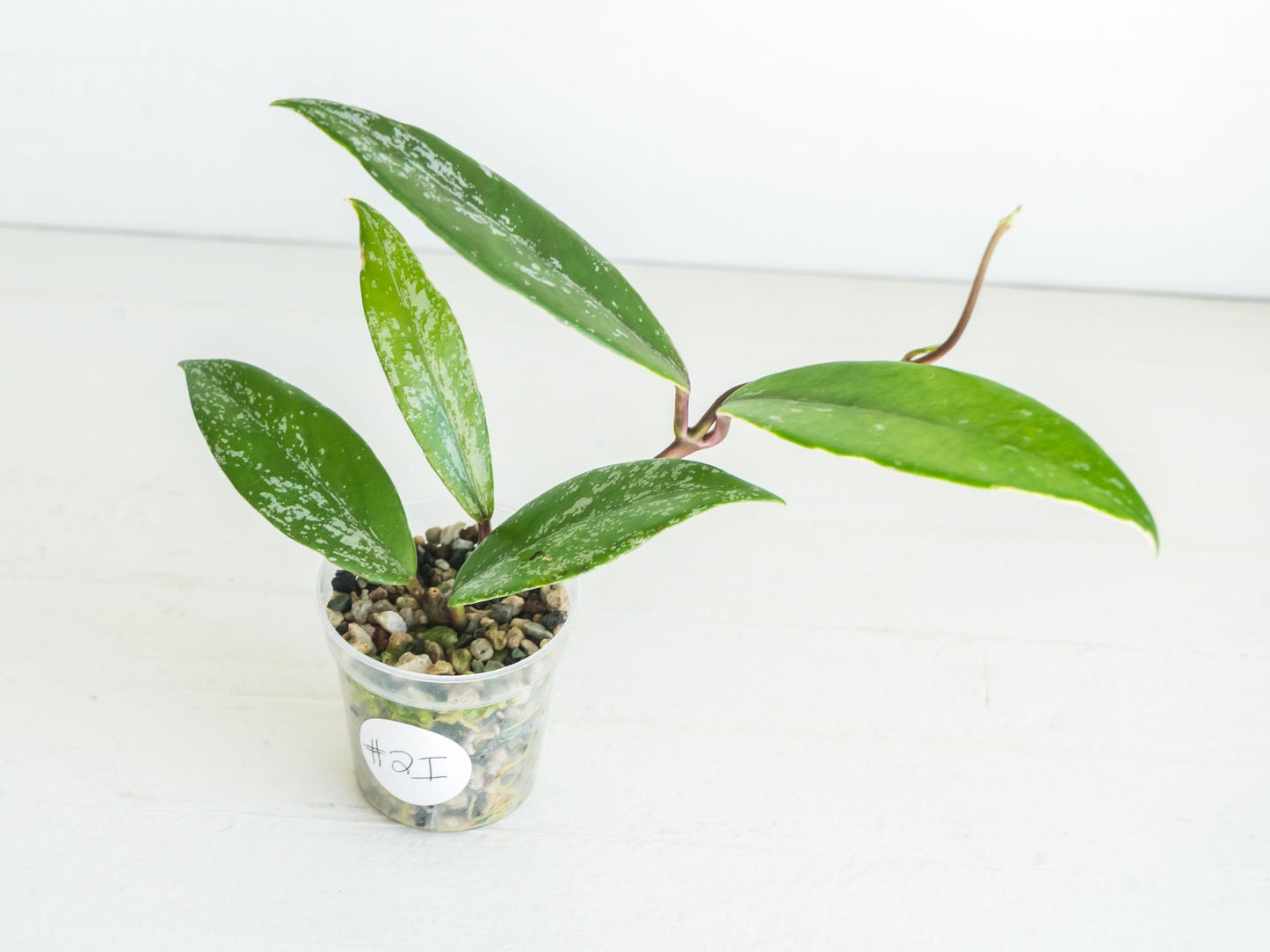 Hoya pubicalyx (Albo, Low Splash)