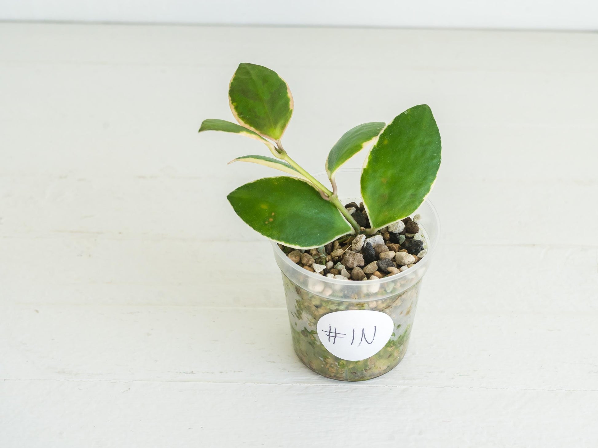 Hoya incurvula (Albomarginata / Outer Variegated) aka Hoya palta | 2-Inch