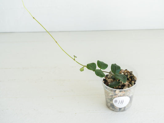 Hoya obcordata (aka nummularia) | 2-Inch