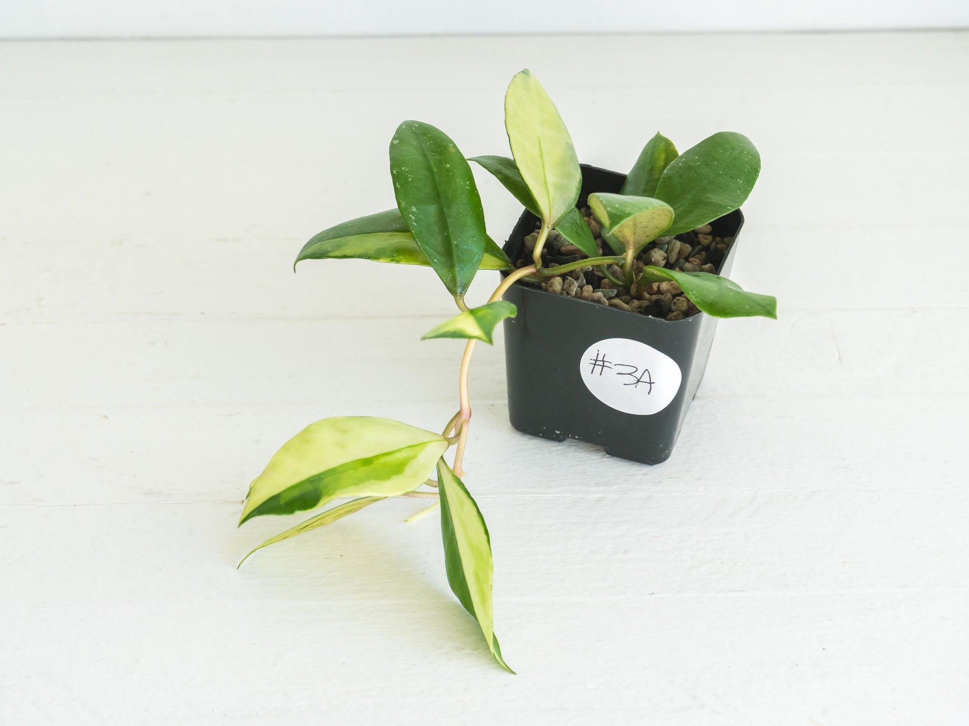Hoya walliniana (Inner Variegated) | 2-Inch