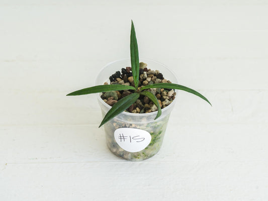 Hoya pauciflora | 2-Inch