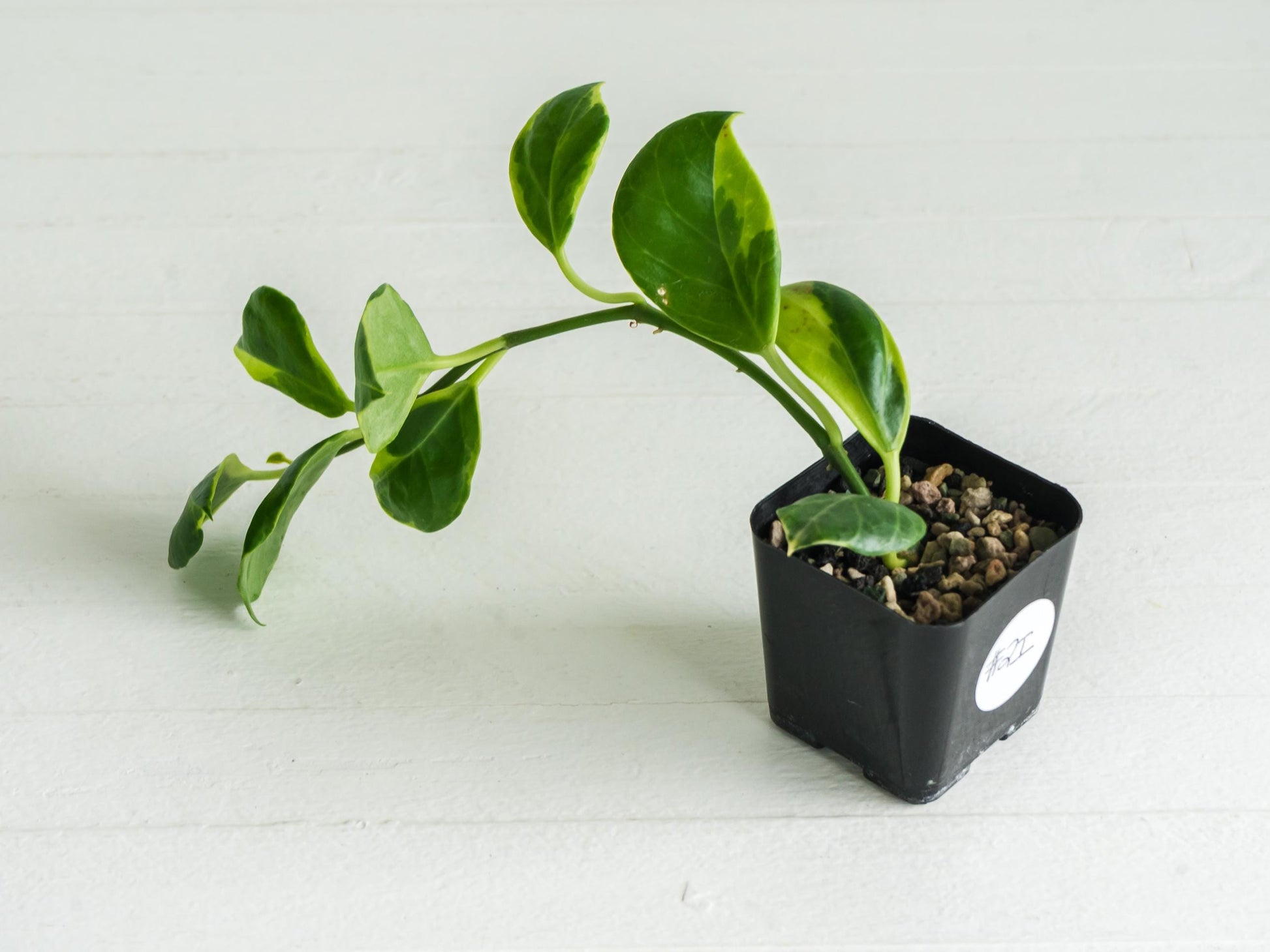 Hoya obscura (Albo | Outer Variegated) | 2-Inch