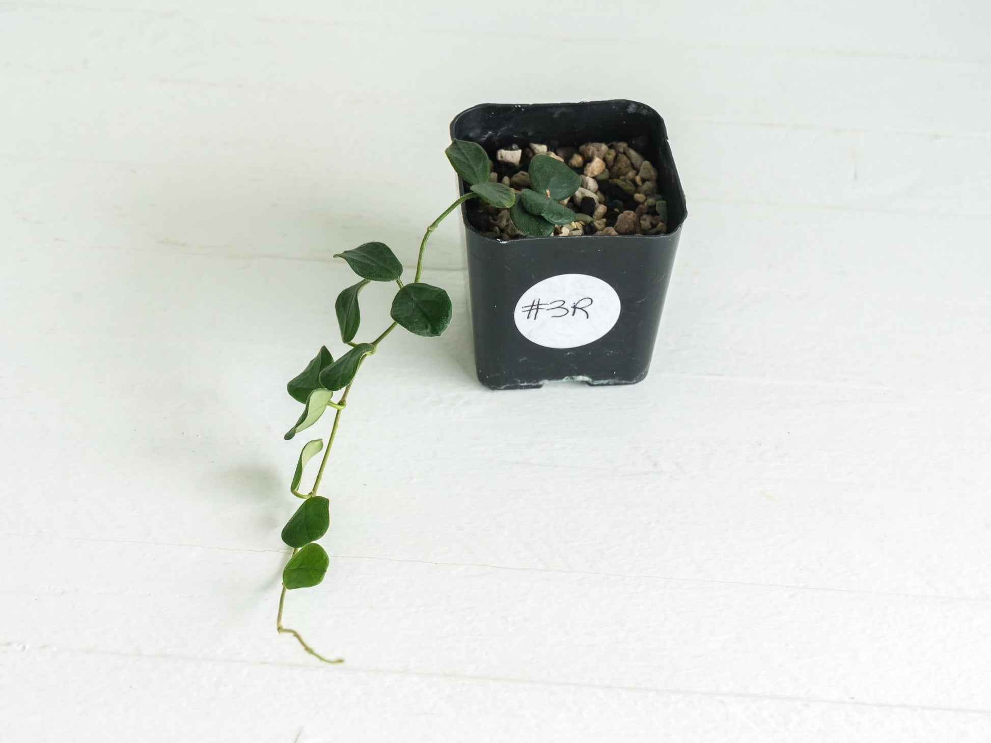 Hoya obcordata (aka nummularia) | 2-Inch
