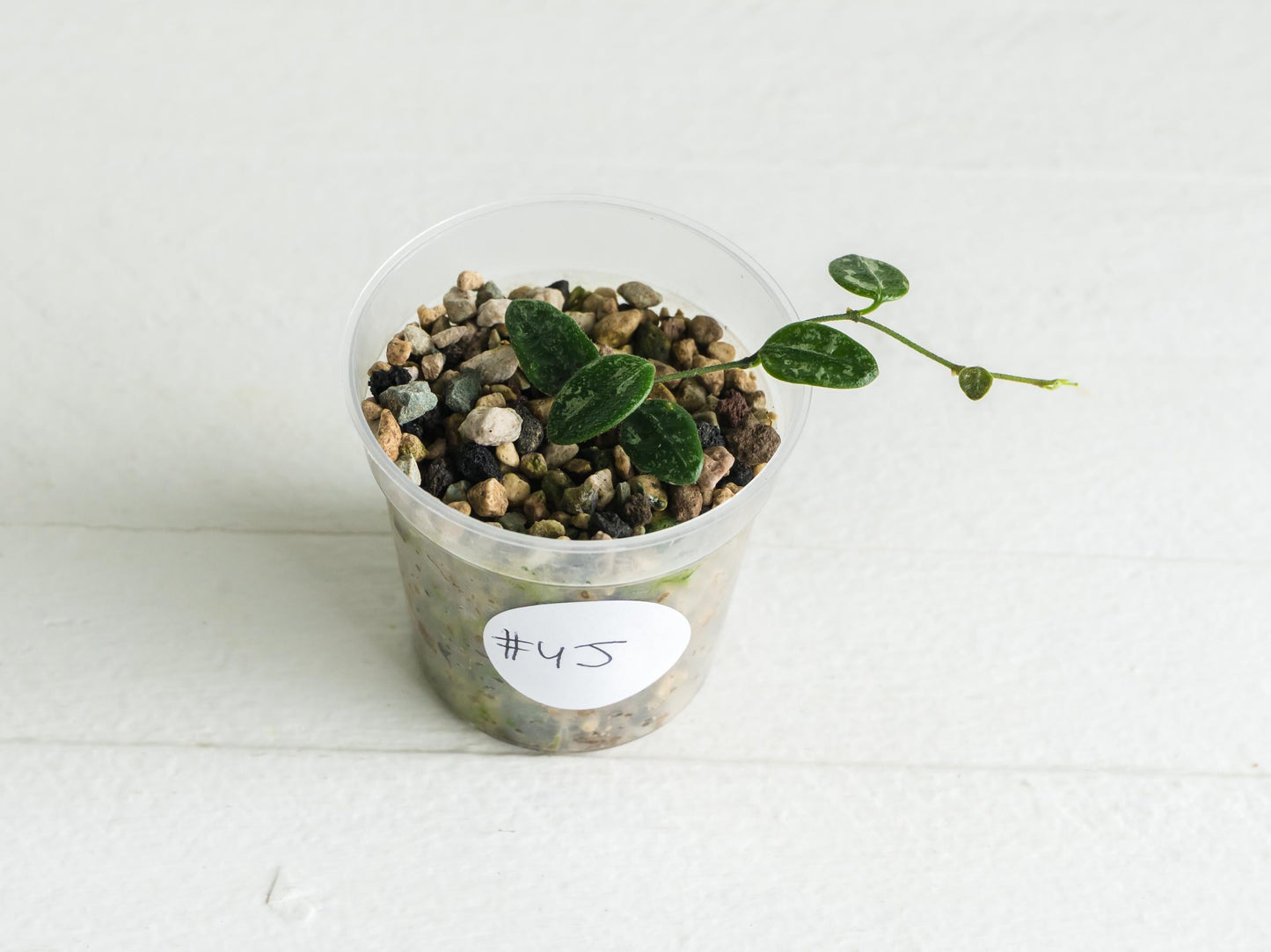 Hoya serpens (Splash) | 2-Inch
