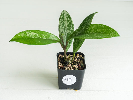 Hoya pubicalyx (Splash) | 2-Inch