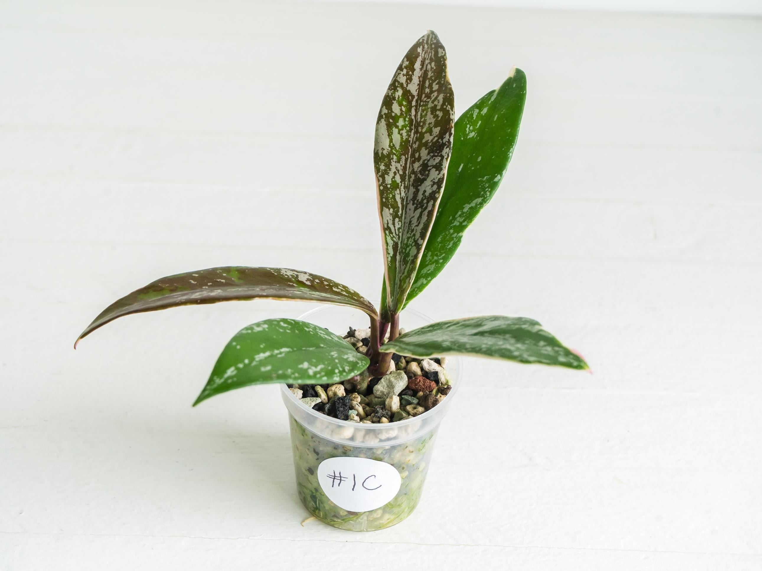 Hoya pubicalyx (Albo, Splash) – Care, Details & For Sale – Hoya