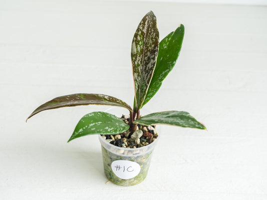 Hoya pubicalyx (Albo, Splash) | 2-Inch