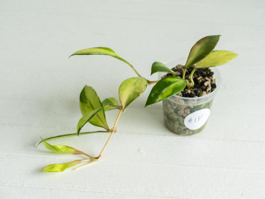 Hoya walliniana (Inner Variegated) | 2-Inch