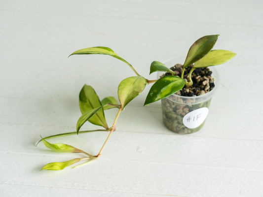 Hoya walliniana (Inner Variegated) | 2-Inch
