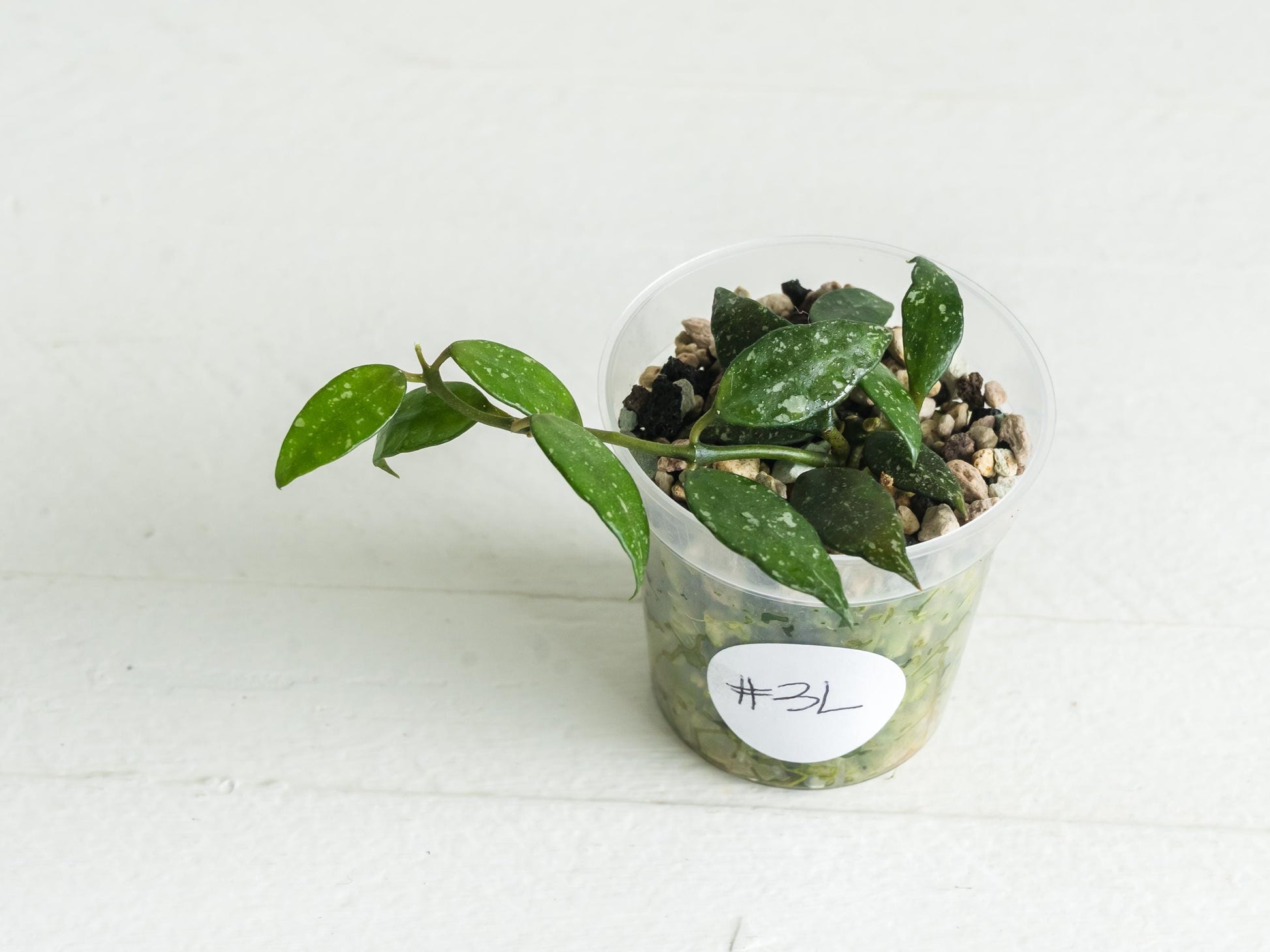 Hoya lacunosa 'Perangin Durian' IML-1896 | 2-Inch