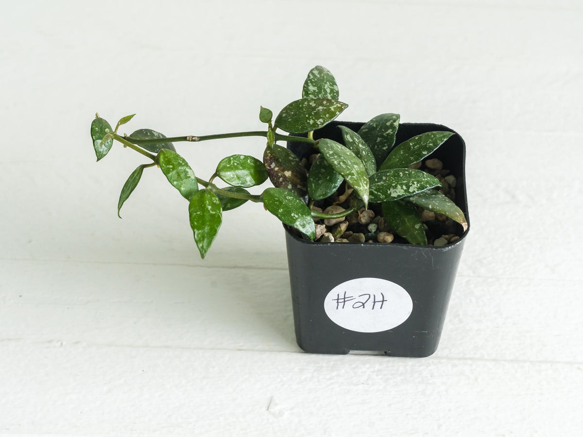 Hoya lacunosa 'Perangin Durian' IML-1896 | 2-Inch