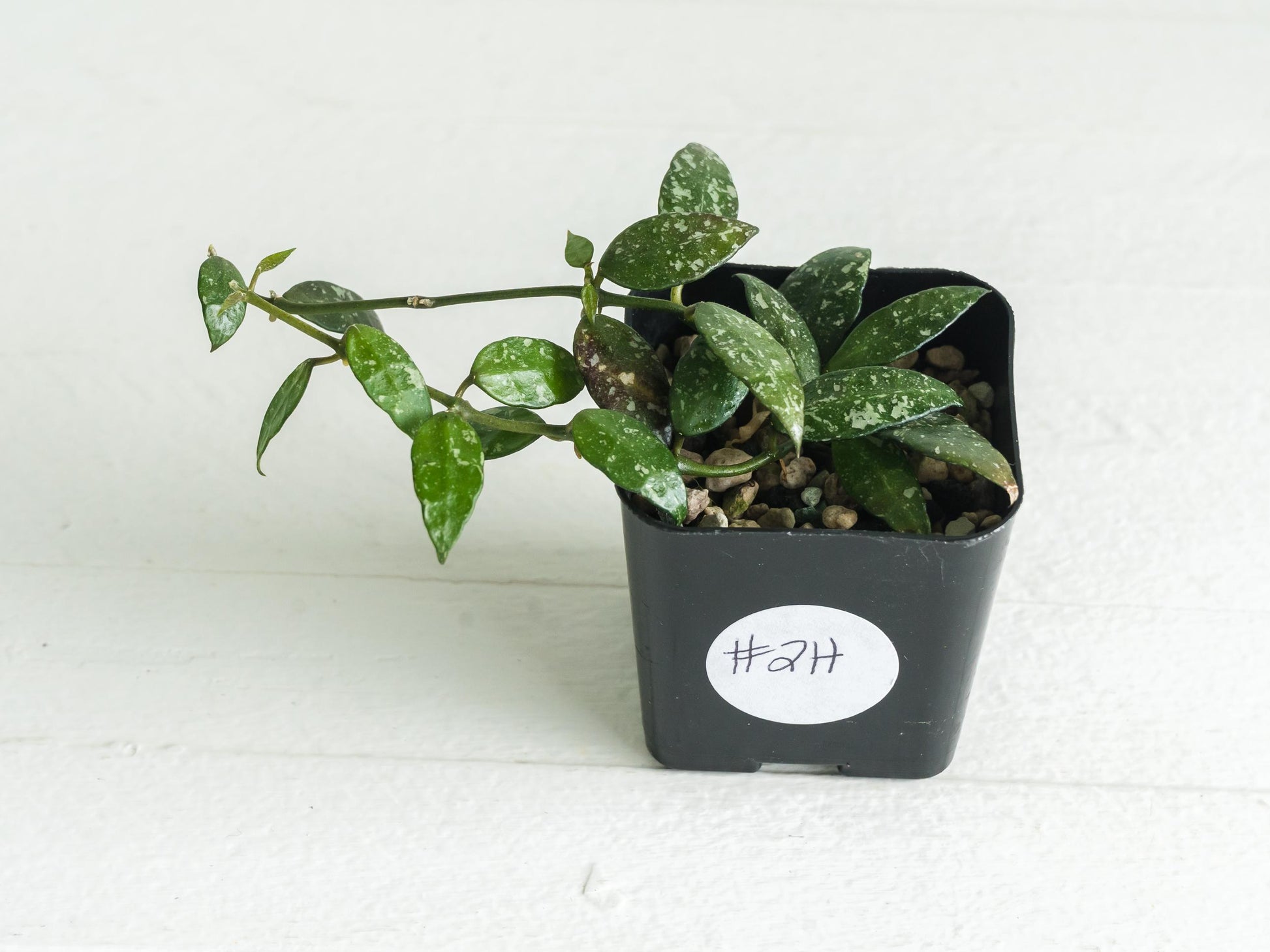 Hoya lacunosa 'Perangin Durian' IML-1896 | 2-Inch