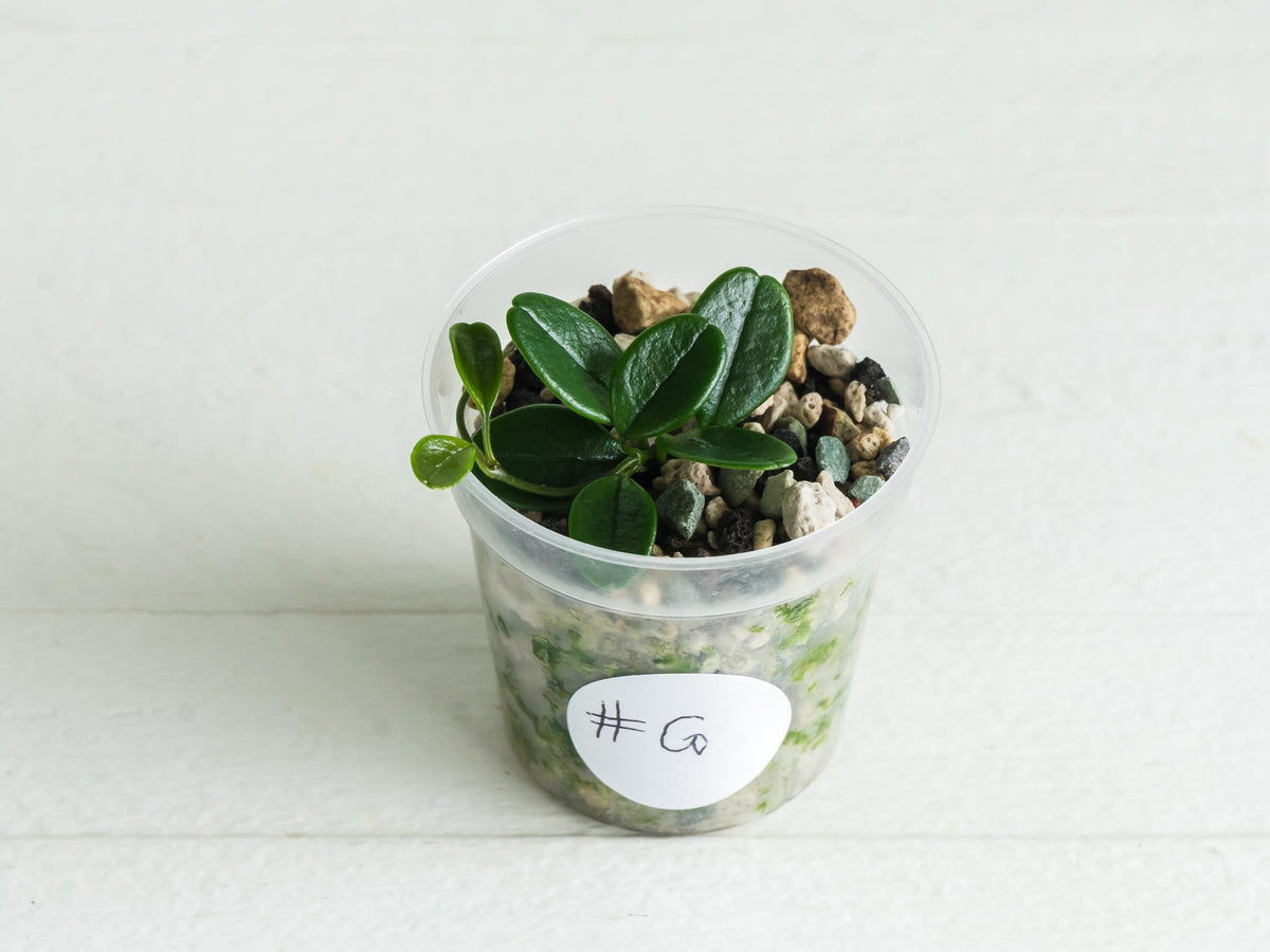 Hoya uniflora | 2-Inch
