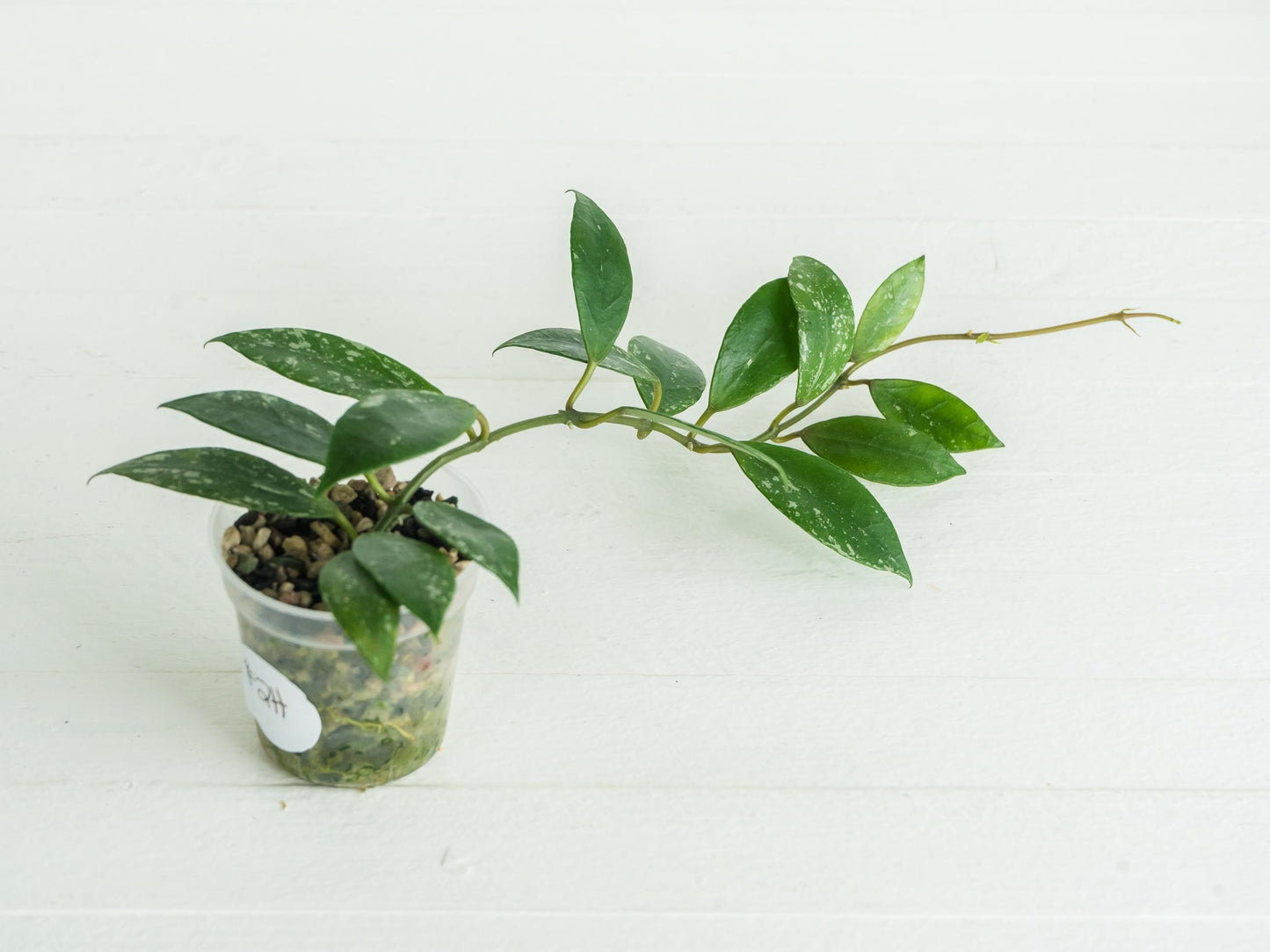 Hoya 'Rebecca' (Splash) | 2-Inch