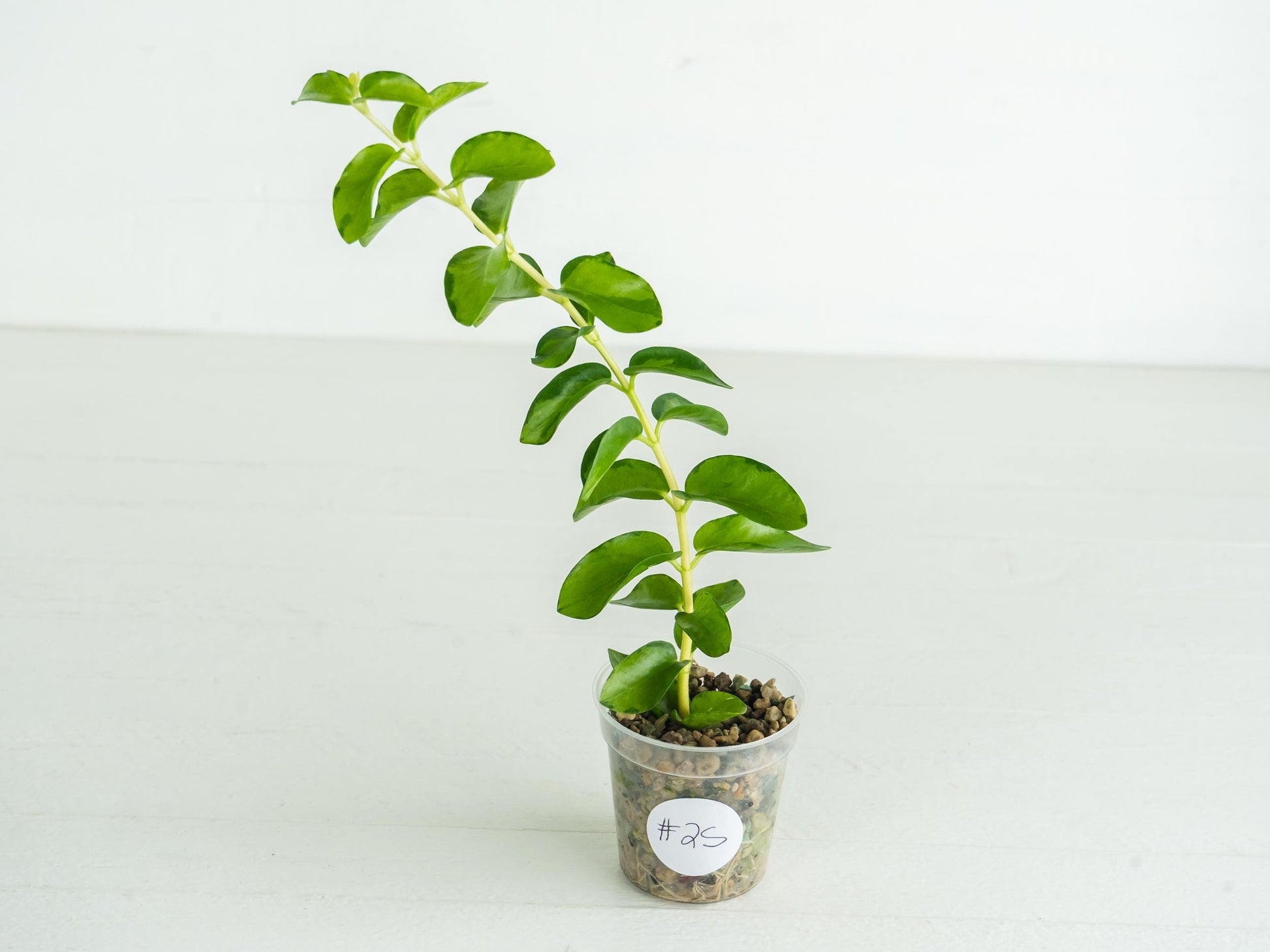 Hoya cumingiana (Inner Variegated) | 2-Inch