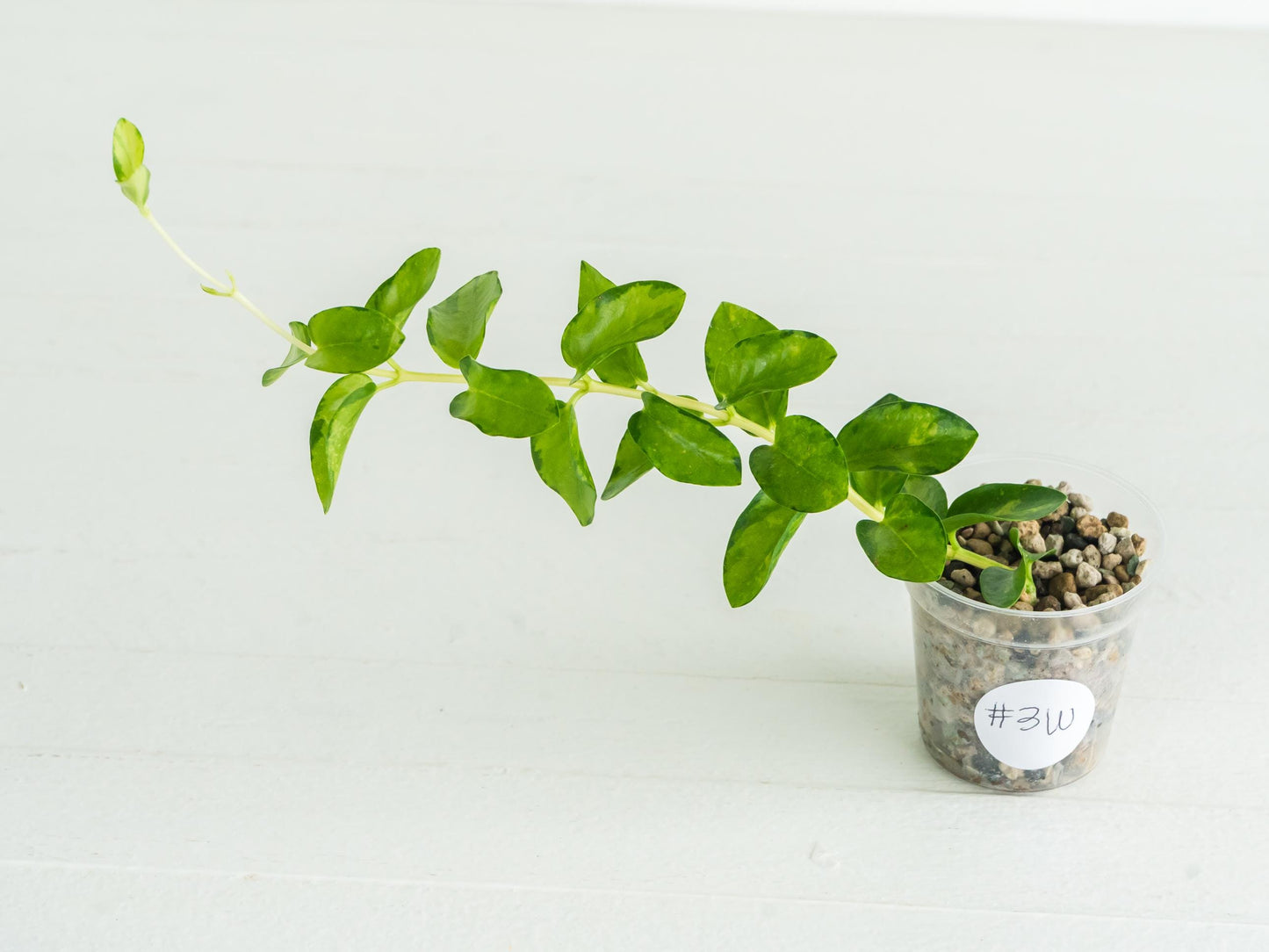 Hoya cumingiana (Inner Variegated) | 2-Inch