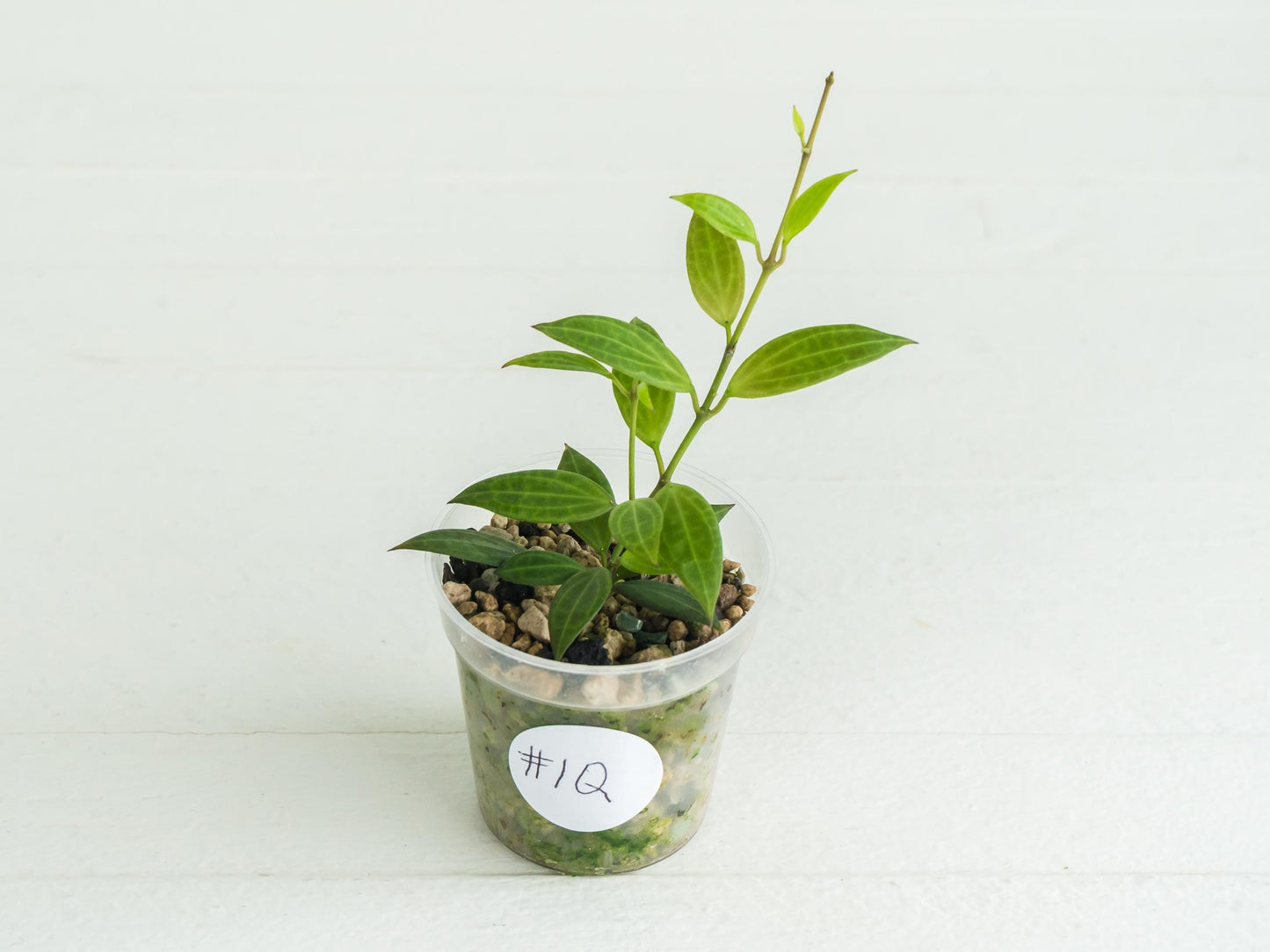 Hoya Microdwarf | 2-Inch