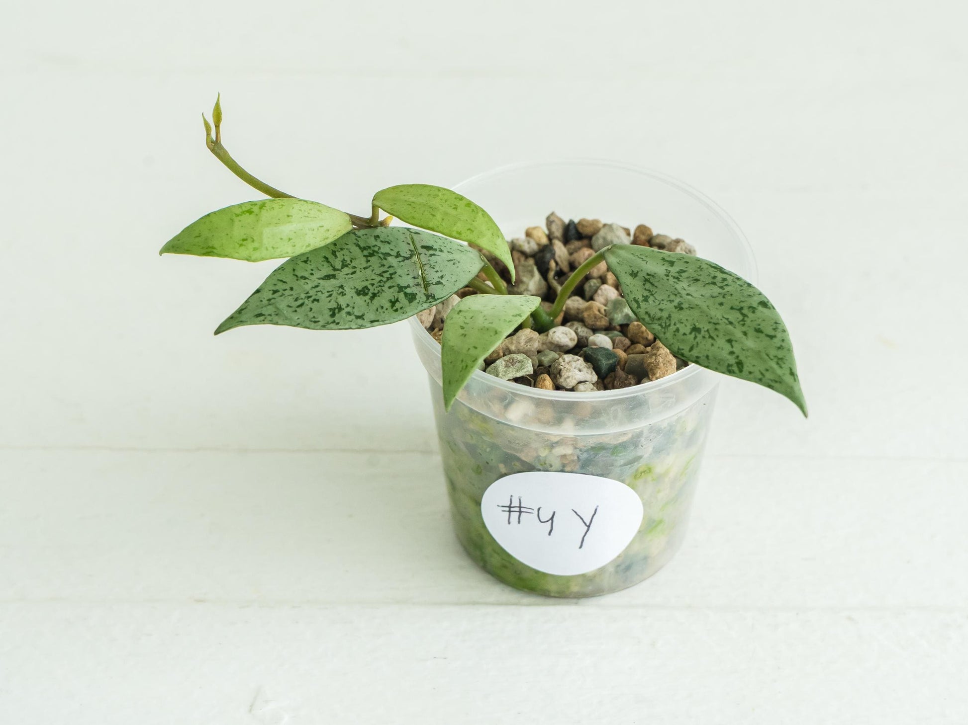 Hoya lacunosa 'Silver Lime' | 2-Inch