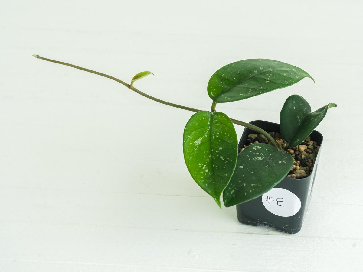 Hoya 'Starry Night' | 2-Inch