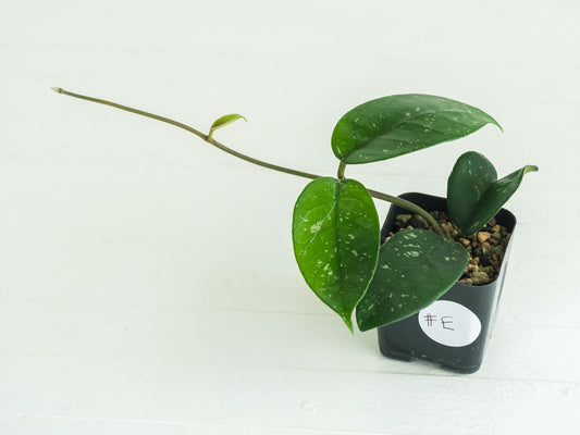 Hoya 'Starry Night' | 2-Inch