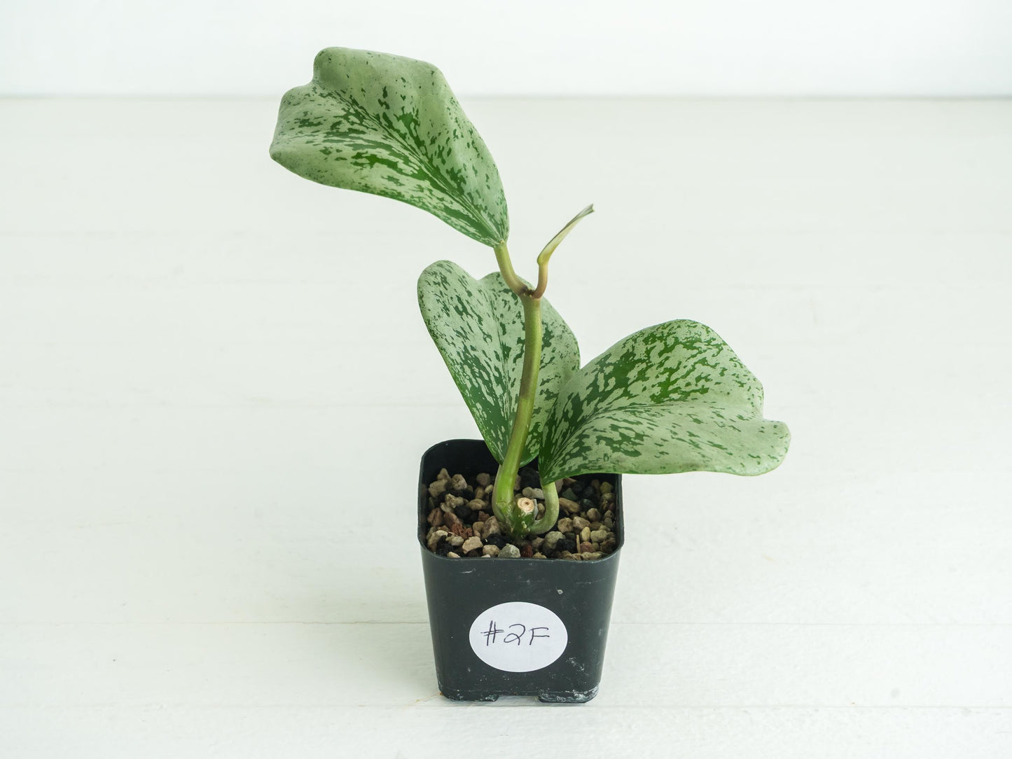 Hoya chiang dao (Silver) | 2-Inch