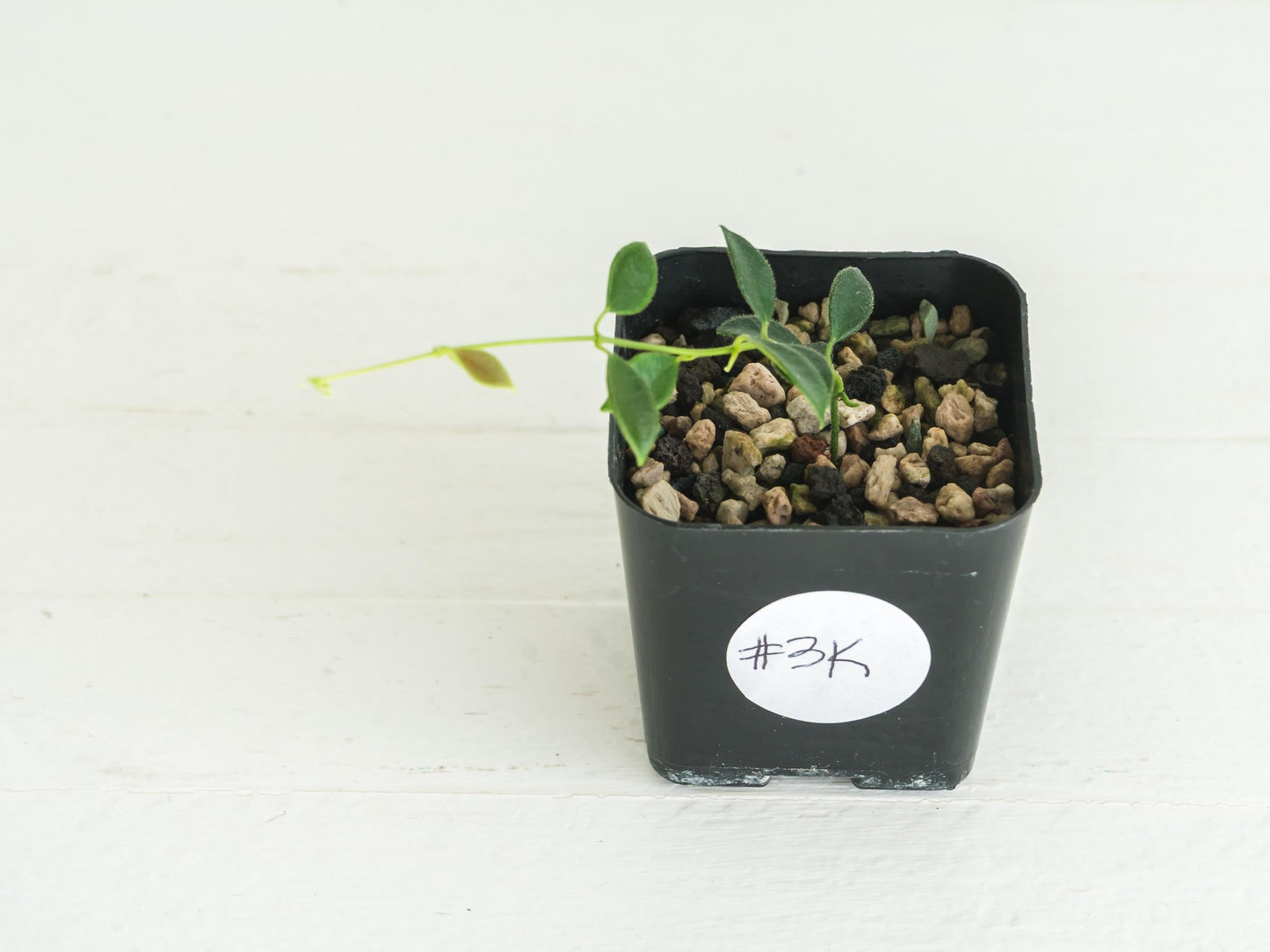 Hoya papua (PNG IM-08) | 2-Inch