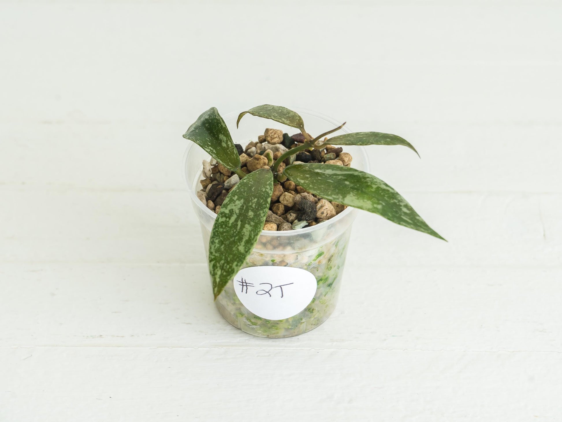 Hoya lacunosa 'Laos Full Splash' | 2-Inch