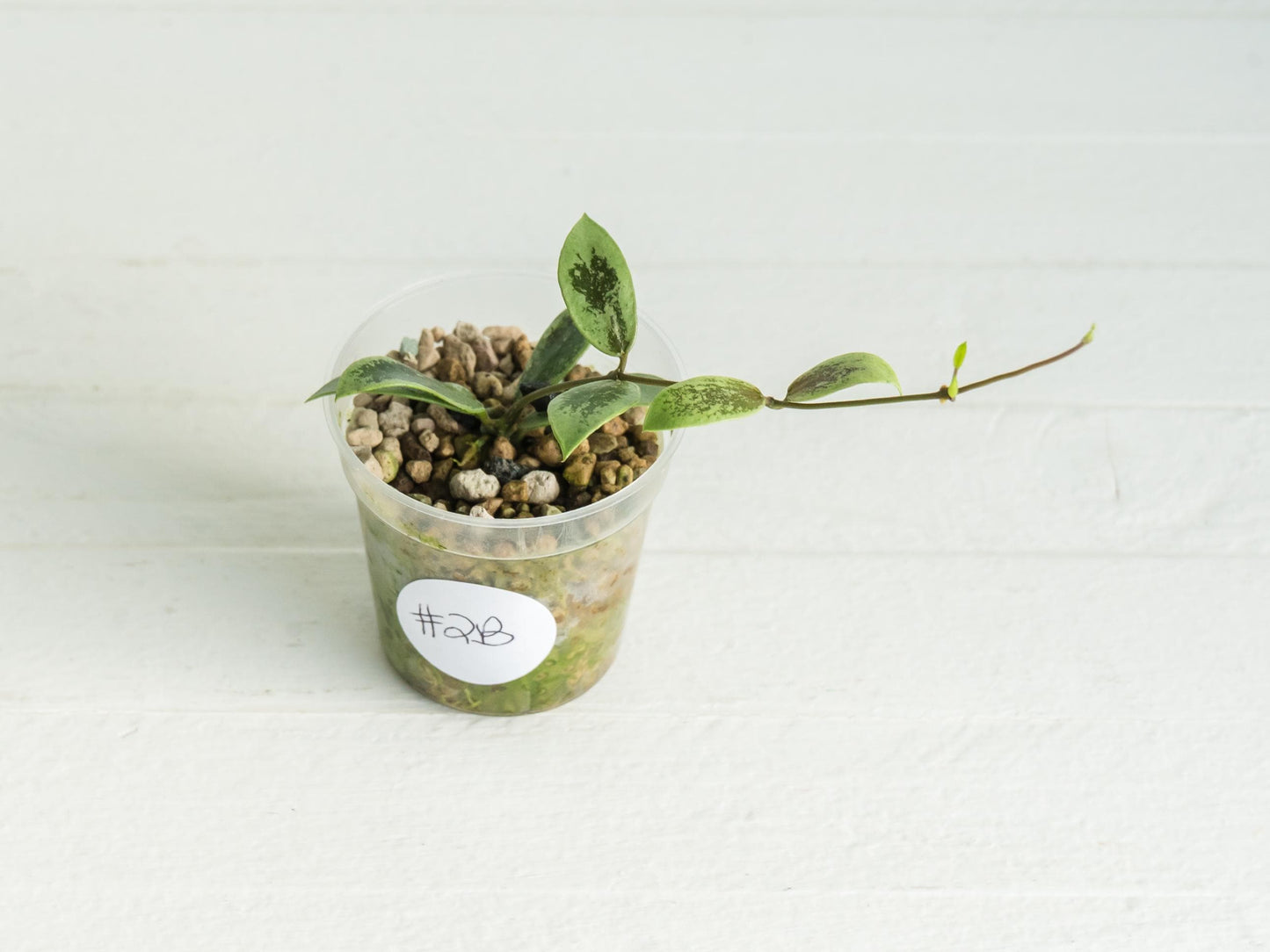 Hoya Kalimantan 'Coin' (Silver) | 2-Inch
