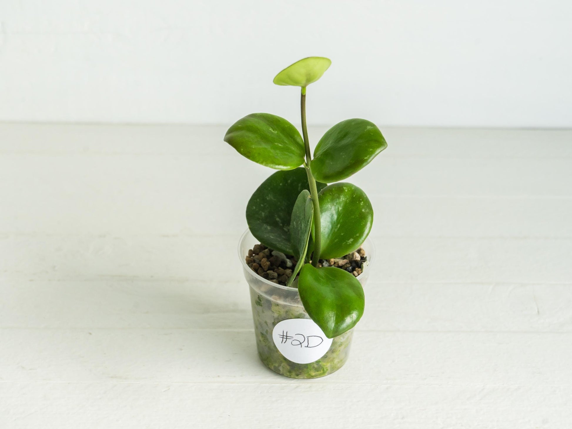 Hoya ‘Clamshell’ | 2-Inch