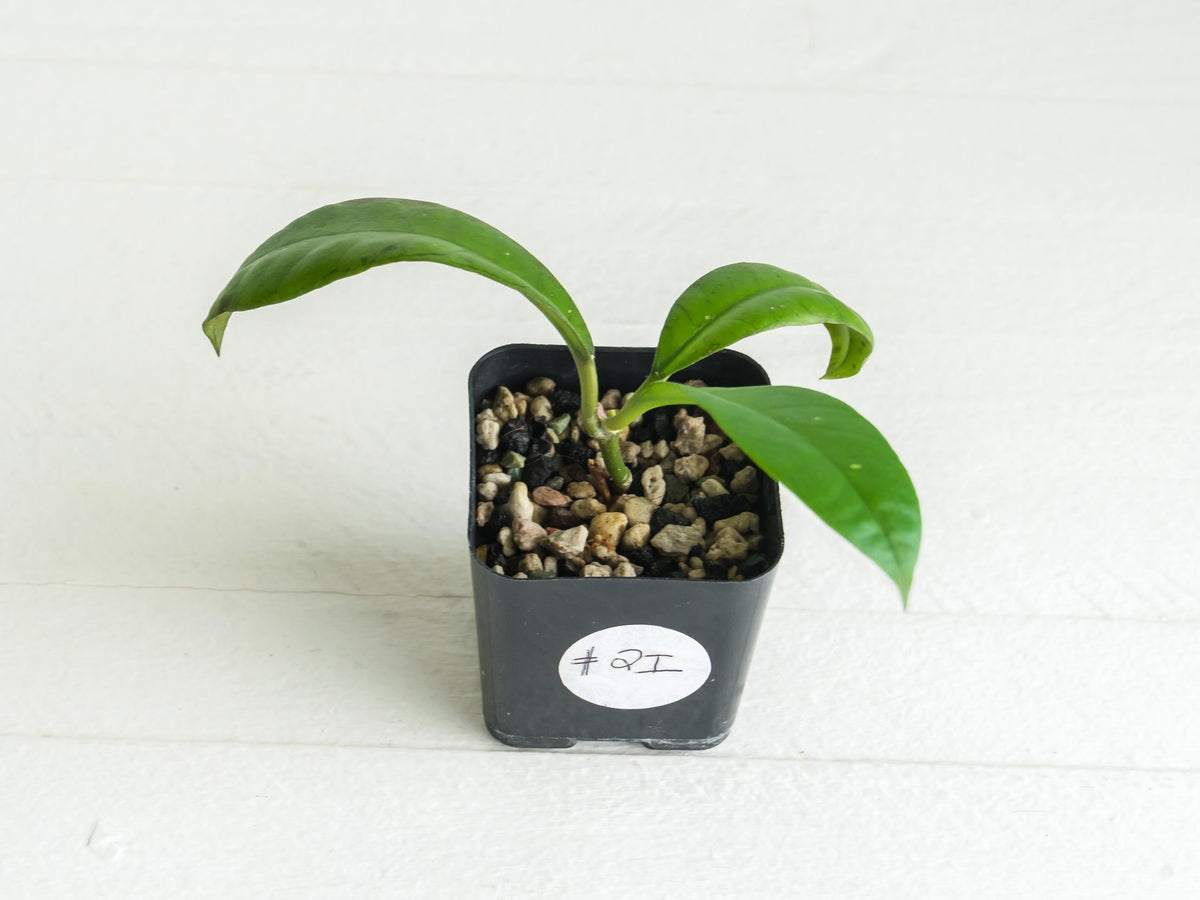 Hoya gunung gading | 2-Inch