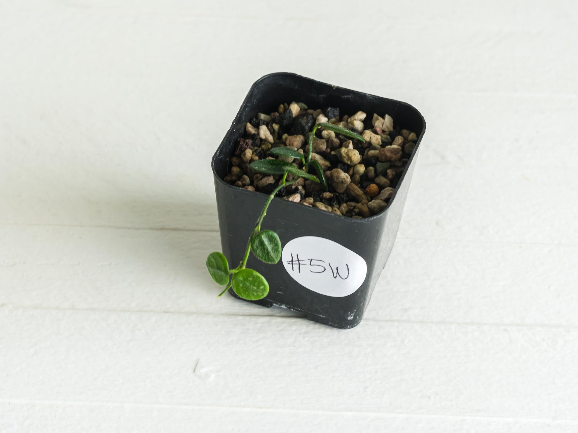 Hoya serpens | 2-Inch