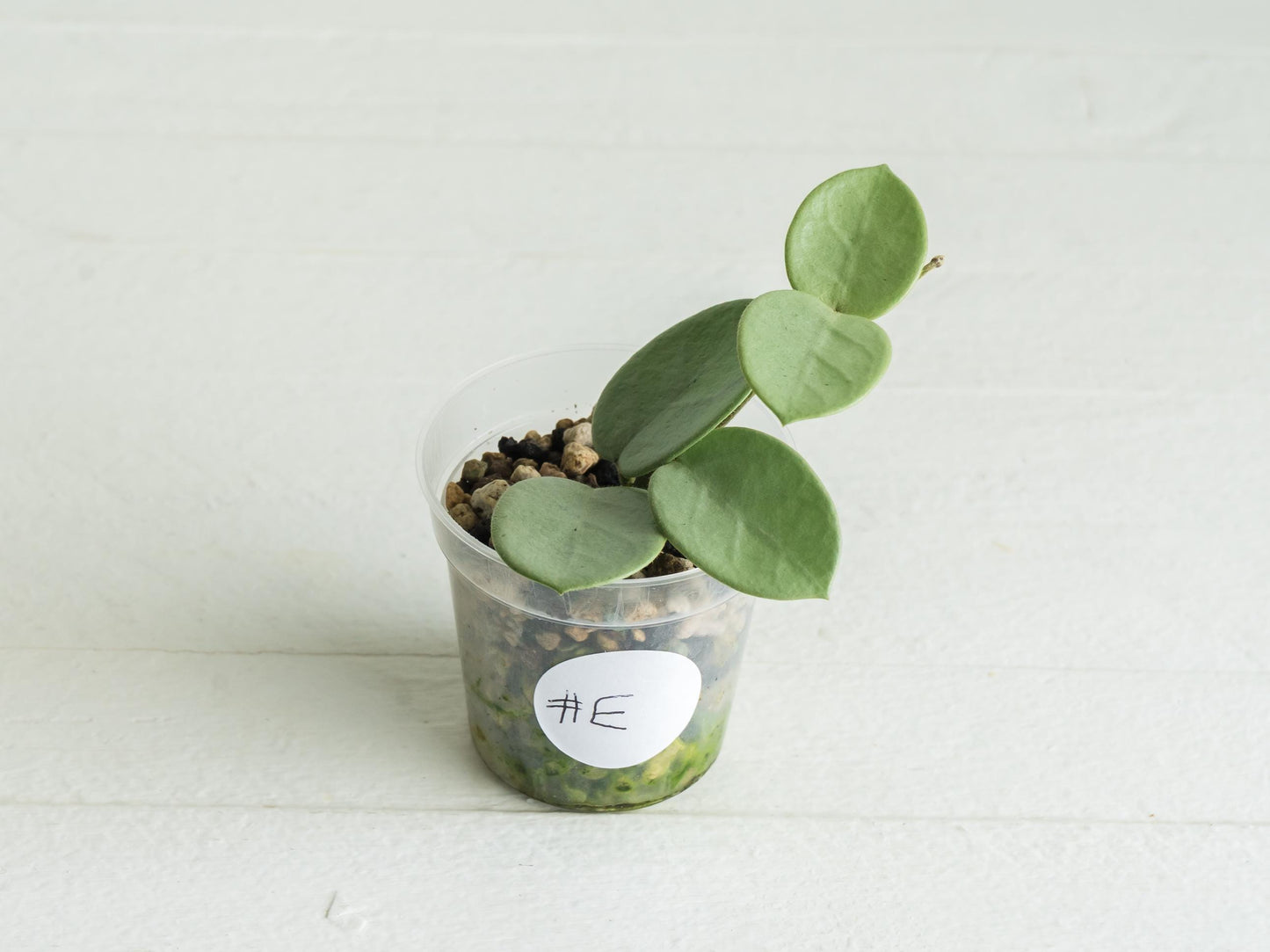 Hoya 'Grey Fairy' | 2-Inch