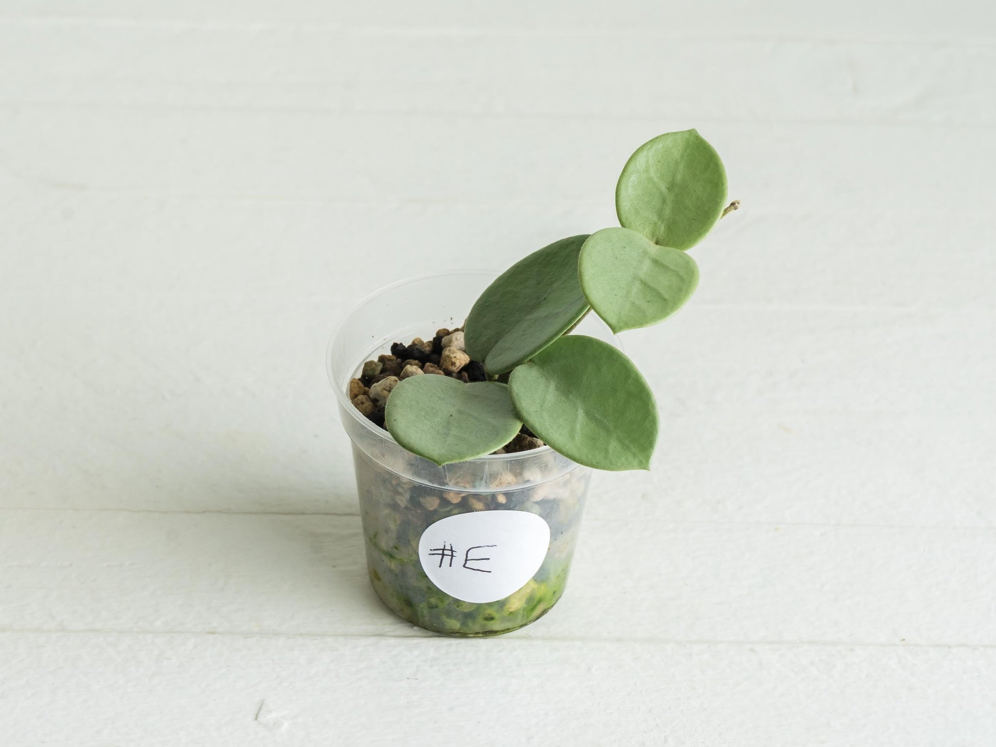 Hoya 'Grey Fairy' | 2-Inch