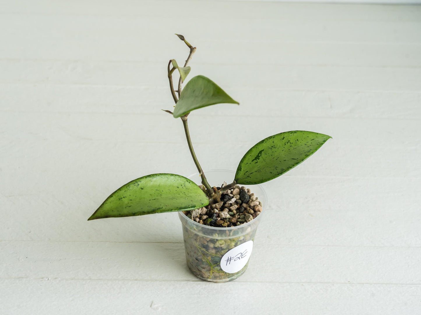 Hoya 'Snow Cui' (Silver) | 2-Inch