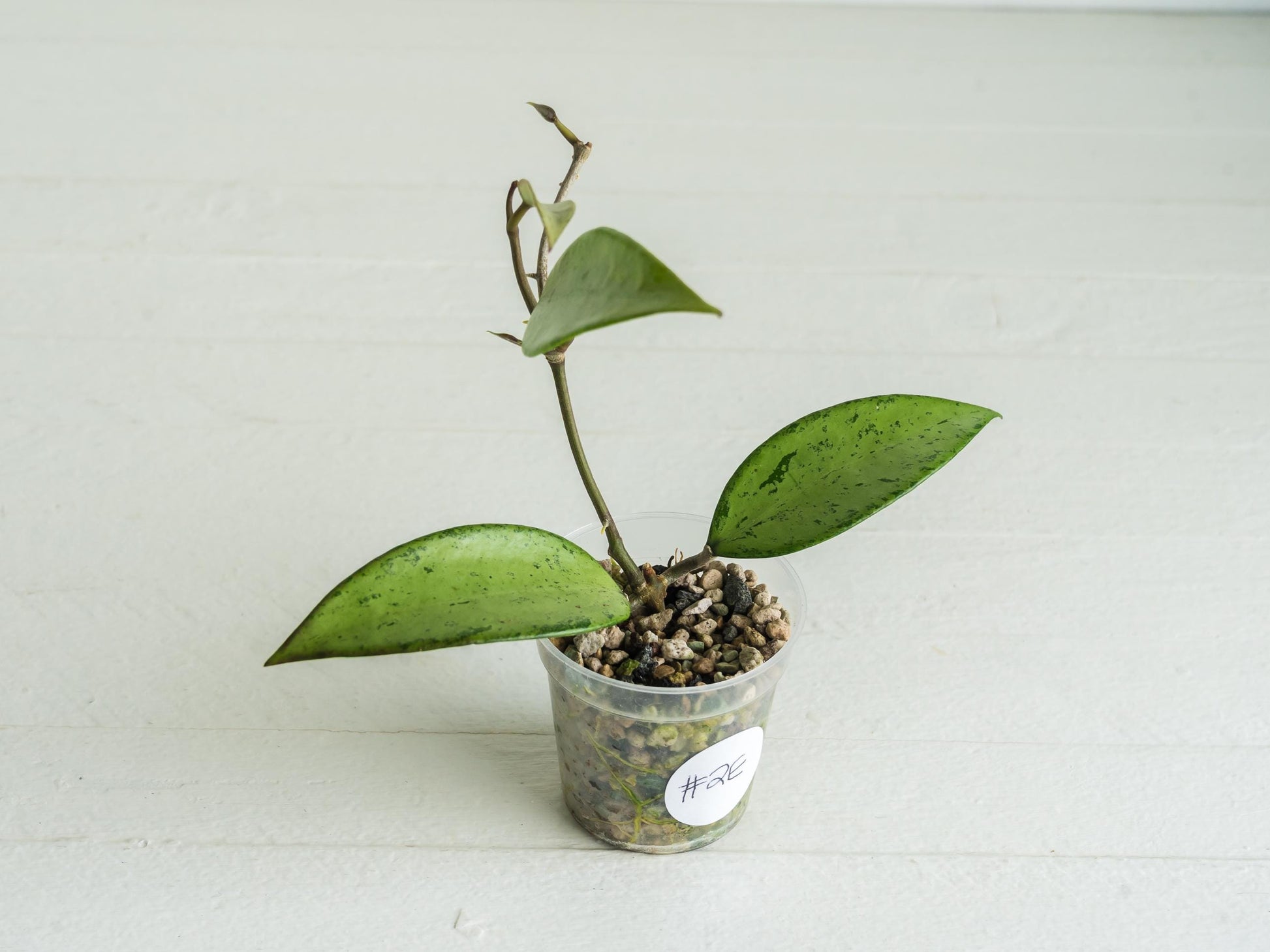 Hoya 'Snow Cui' (Silver) | 2-Inch