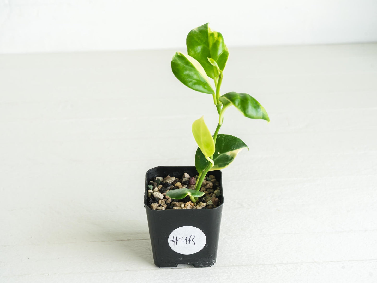 Hoya obscura (Albo | Outer Variegated) | 2-Inch
